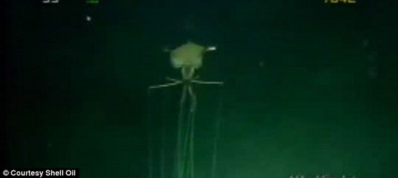 rare mangapinna squid video