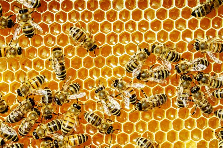 Scientists Microchip Bees