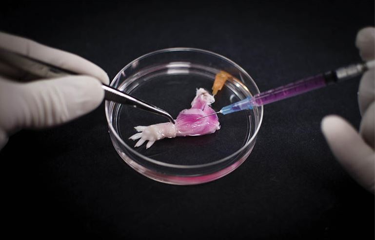 Scientists Grow a Rats Limb In A Lab