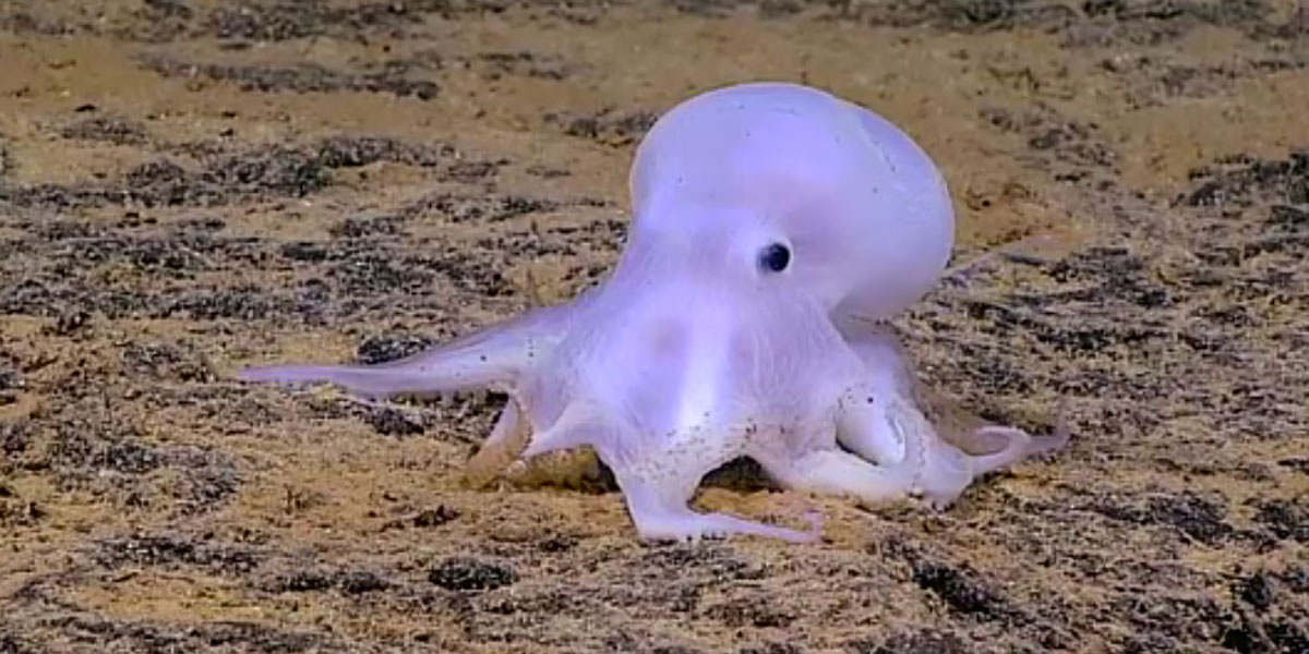 new-octopus-species-ghost