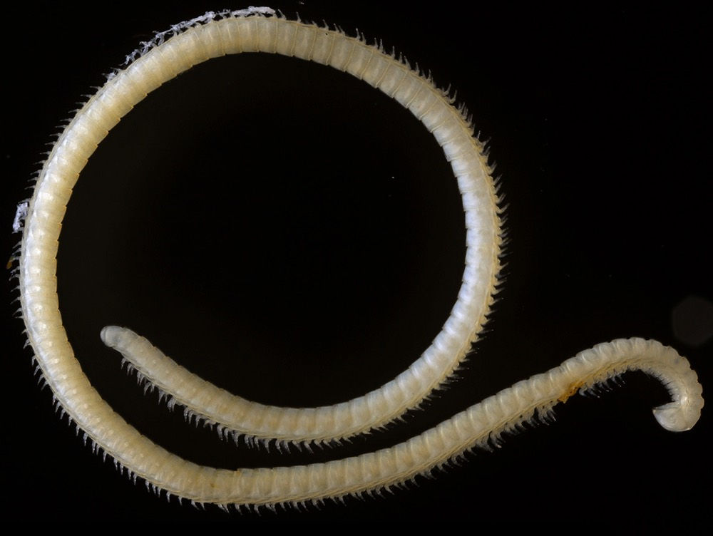newly-discovered-millipede-with-four-penises
