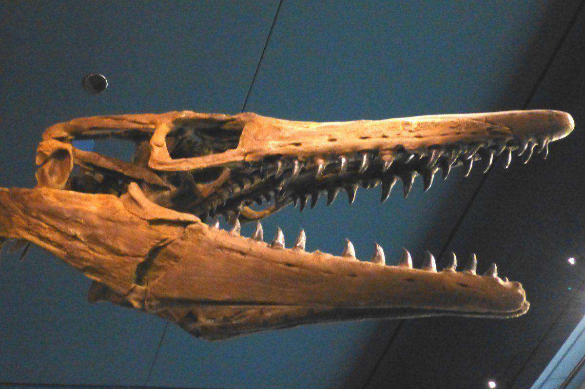 mosasaur found in antarctica