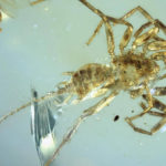 Ancient Tailed Spider Found Encased In Amber